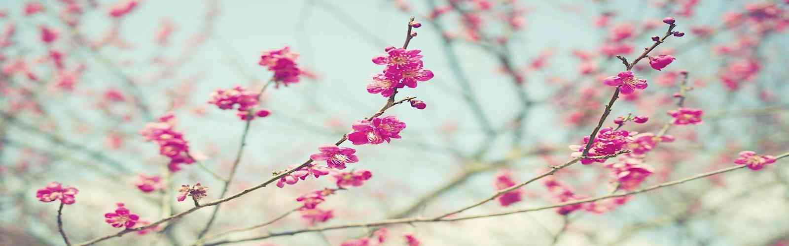 BST2222全球奢华游戏